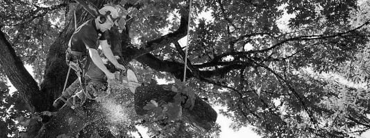 Tree Trimming in Craigsville, WV